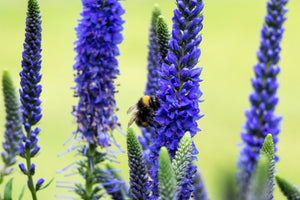 Blue Bouquet Veronica Seeds