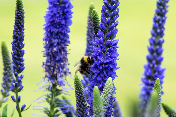 Blue Bouquet Veronica Seeds