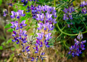 Arroyo Lupine Seeds