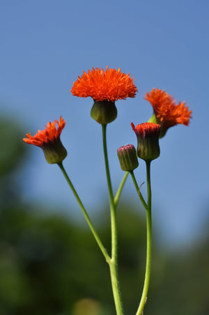 Lady's Paintbrush Tassel Flower Seeds