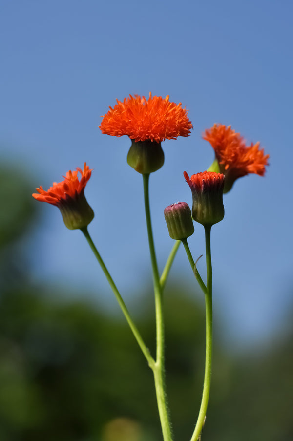 Lady's Paintbrush Tassel Flower Seeds