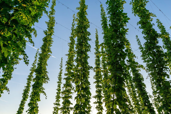 Common Hops Seeds
