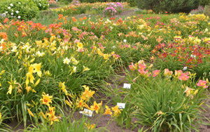 Daylily Seeds Mixed Colors