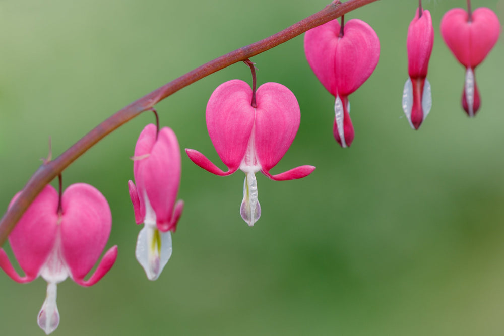 Old Fashioned Bleeding Heart Seeds