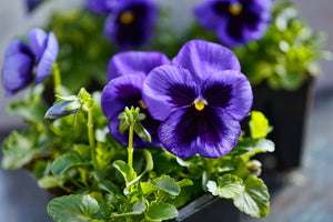 Deep Blue Pansy - Swiss Giant Ullswater Seeds
