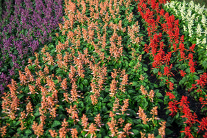Mixed Colors Salvia Seeds