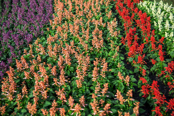 Mixed Colors Salvia Seeds