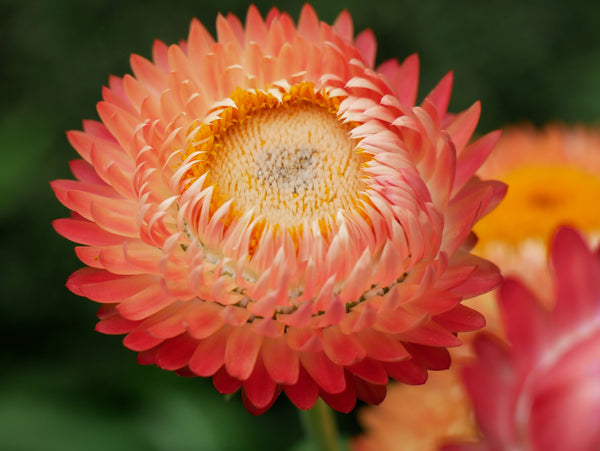 Organic Apricot & Peach Strawflower Seeds