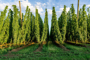 Common Hops Seeds