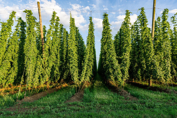 Common Hops Seeds