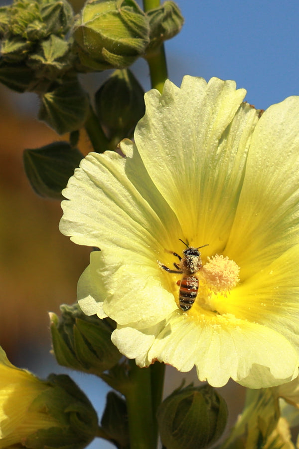 Yellow Hollyhock Seeds