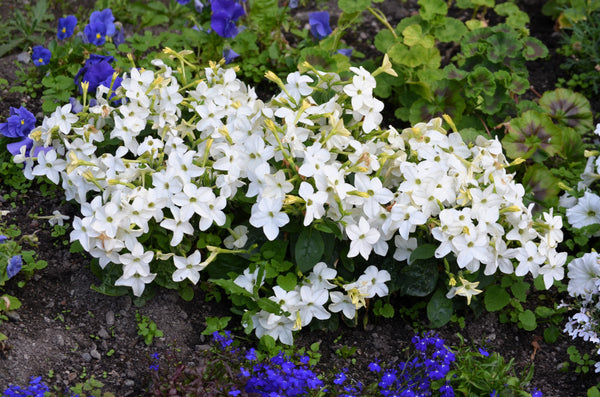 White Nicotiana Seeds - Certified Organic