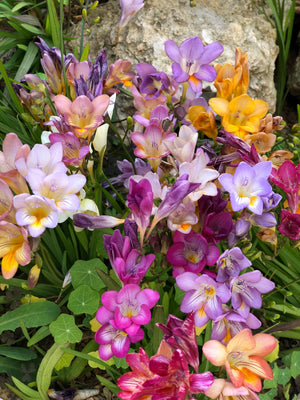 Royal Champion Mix Freesia Seeds