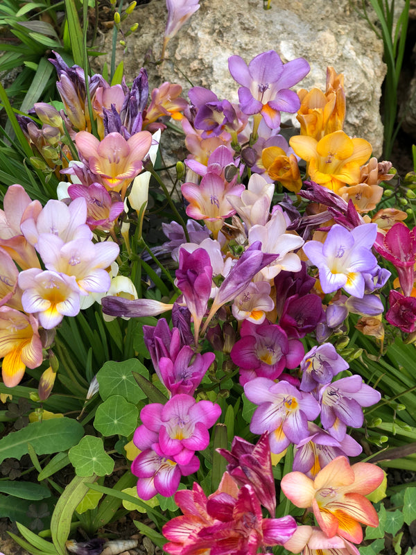 Royal Champion Mix Freesia Seeds