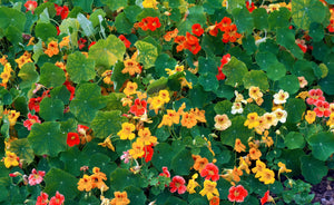 Dwarf Jewel Mix Nasturtium Seeds