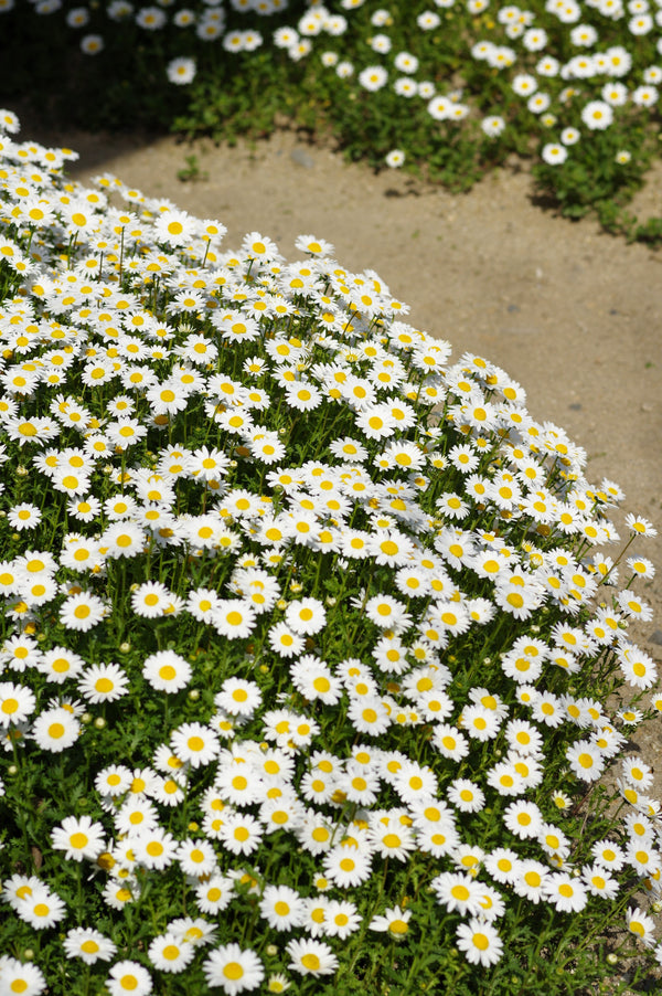 Dwarf Creeping Daisy Seeds
