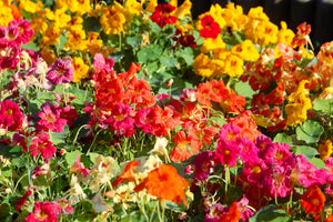 Dwarf Jewel Mix Nasturtium Seeds