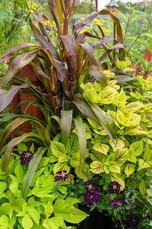 Red Jewel Millet Ornamental Grass Seeds