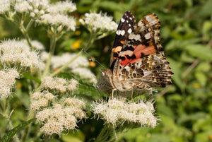 Tall White Boneset Seeds