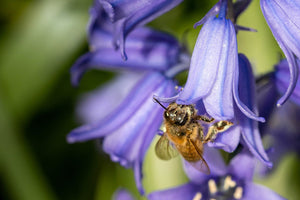 Wood Hyacinth Seeds