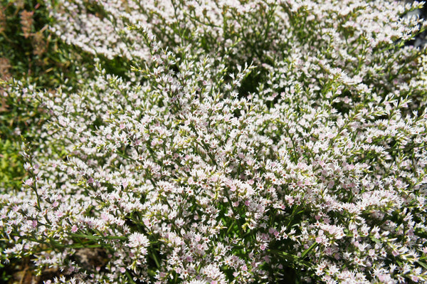 German Statice Seeds