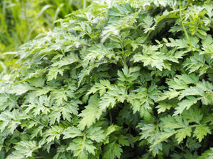 Japanese Mugwort Seeds