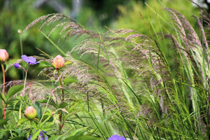 Tufted Harigrass Seeds