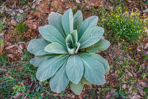 Yellow Verbascum Seeds