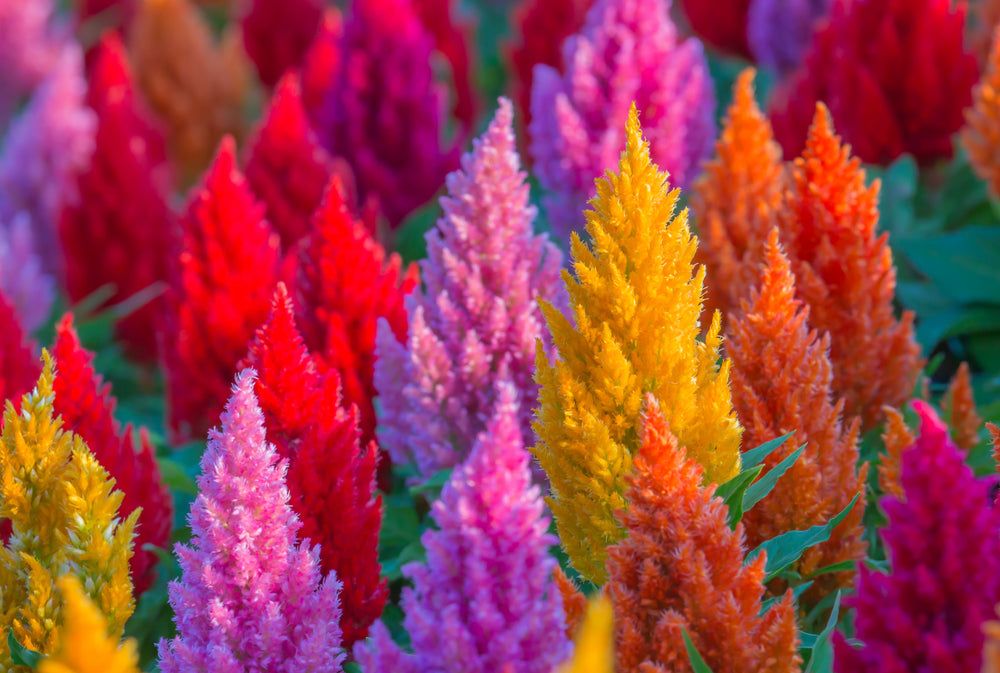 Celosia Pampas Plumes - Mix Seeds