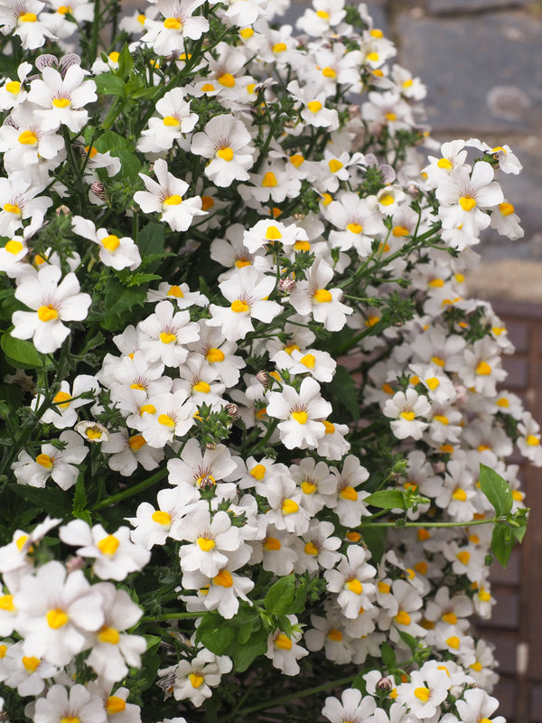 White Knight Nemesia Seeds