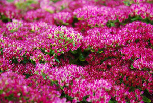 Emperor's Wave Sedum Seeds
