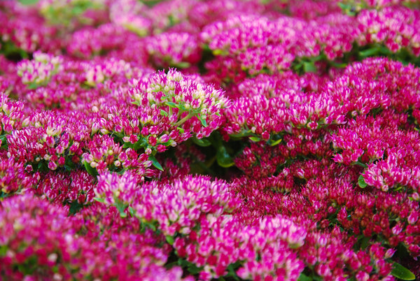 Emperor's Wave Sedum Seeds