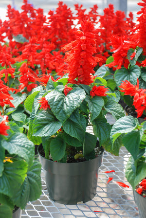 Red Salvia - St. John's Fire Seeds