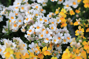 White Knight Nemesia Seeds