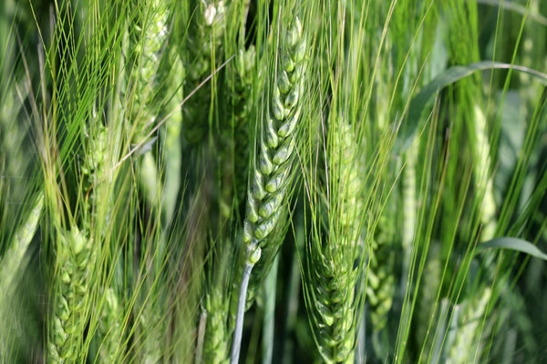 Wrens Abruzzi WINTER RYE Cover Crop Seeds