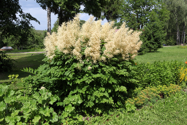 Goat's Beard Seeds