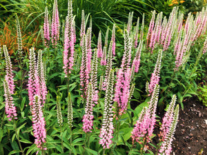 Pink Veronica Flower Seeds