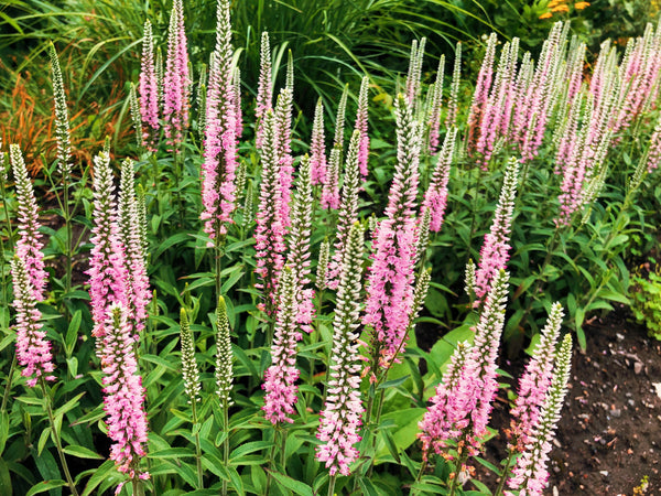 Pink Veronica Flower Seeds