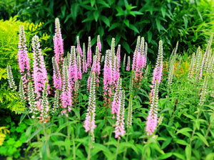 Pink Veronica Flower Seeds