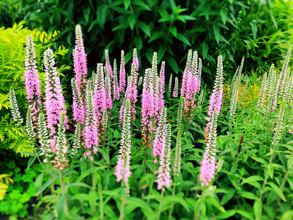 Pink Veronica Flower Seeds