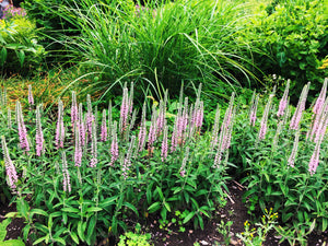 Pink Veronica Flower Seeds
