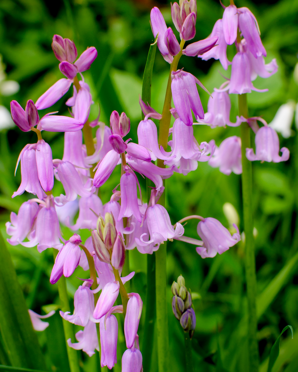 Wood Hyacinth Seeds