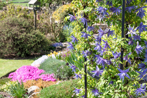 Purple Alpine Clematis Seeds