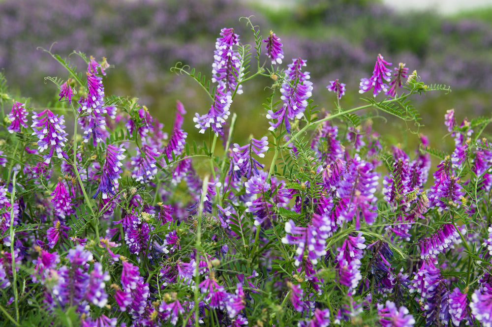 Hairy Crown Vetch Seeds