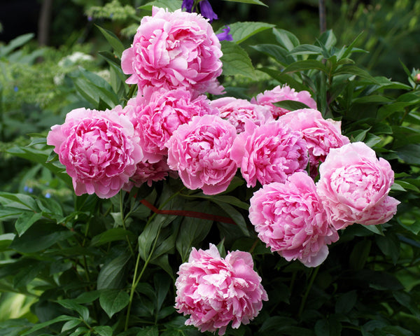 Garden Peony Seeds