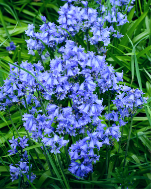 Wood Hyacinth Seeds