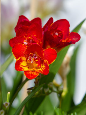 Royal Champion Mix Freesia Seeds