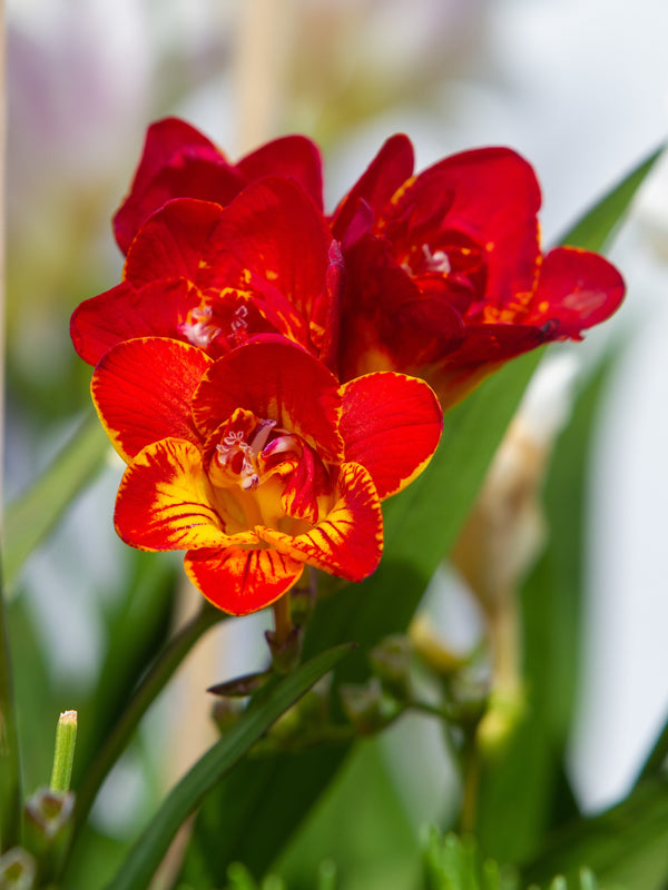 Royal Champion Mix Freesia Seeds