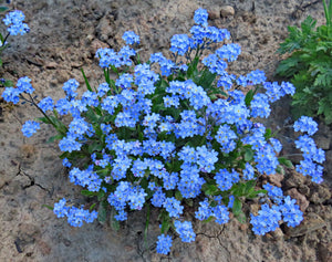 Forget-Me-Not Seeds