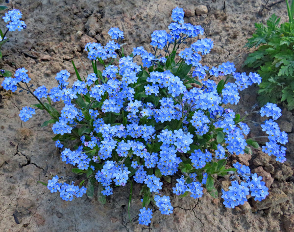 Forget-Me-Not Seeds